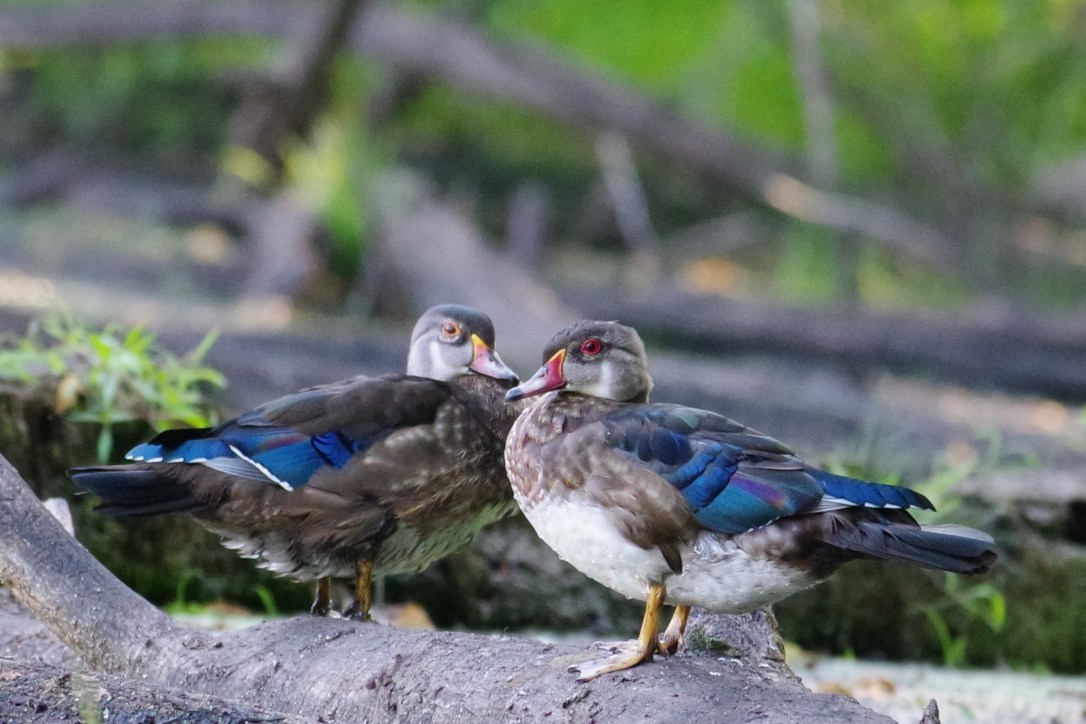 WoodDucks2