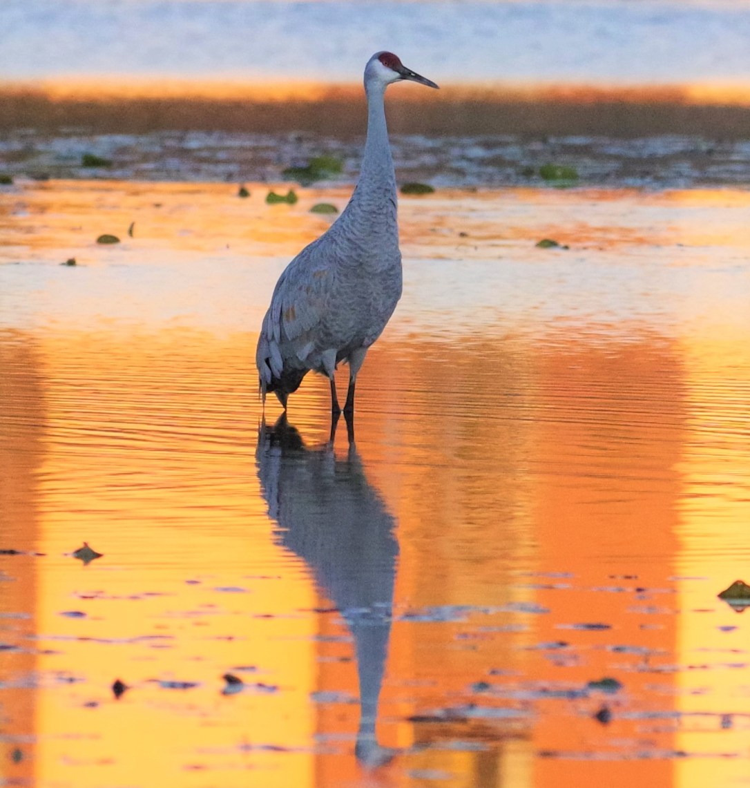 4-IMGP5207 (3) - Copy.JPG