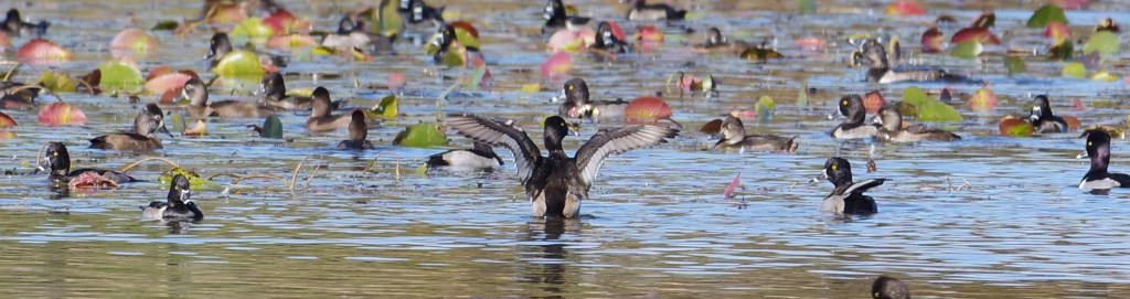 What Makes Us Care So Well for Others but Much Less Well for&nbsp;Ourselves?