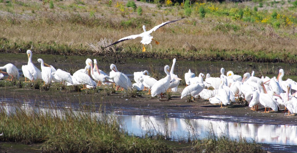 The Art of Healing&nbsp;Yourself