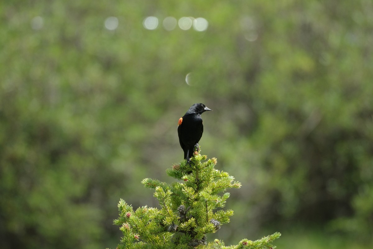 Is Your Liver the Best Place to Apply a Castor Oil&nbsp;Pack?